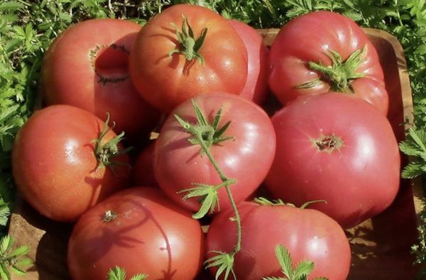  O Tomato Pink Giant é bem armazenado e resistente a longos embarques