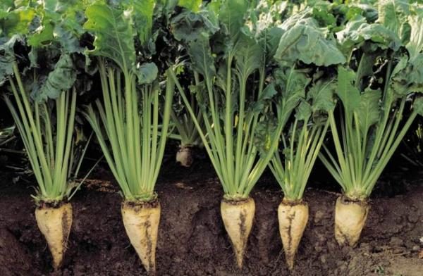  La barbabietola da zucchero si trova nel terreno molto più in profondità.