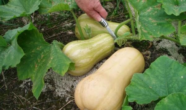  Raccolta zucca batternat