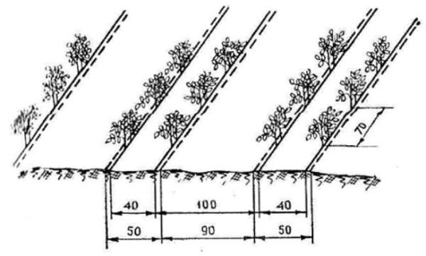  Esquema de cluster de fita de plantio de tomates