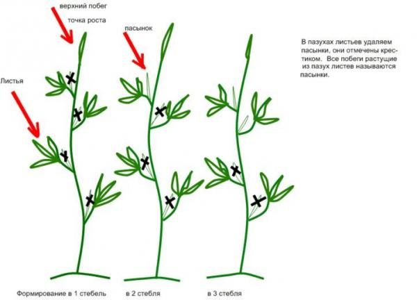  Esquemas de formação de bush de tomate