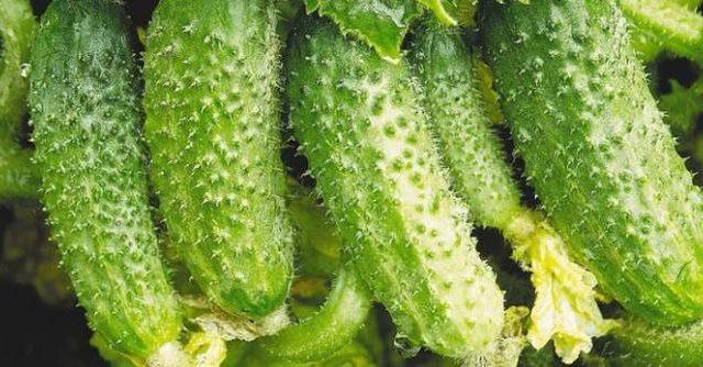  Castravete Variety Competitor