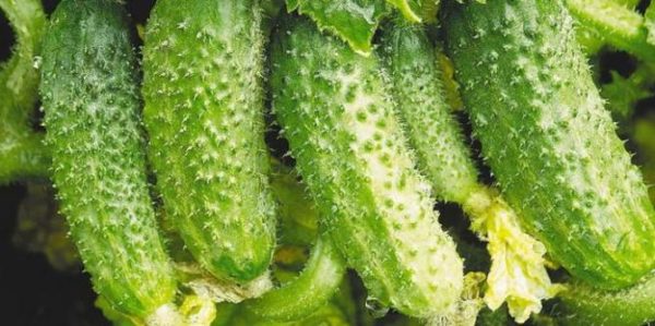  Cucumber Variety Competitor