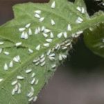  Mosca branca com efeito de estufa
