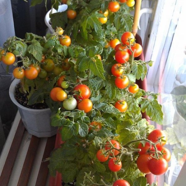  Milagre de Tomate Varanda