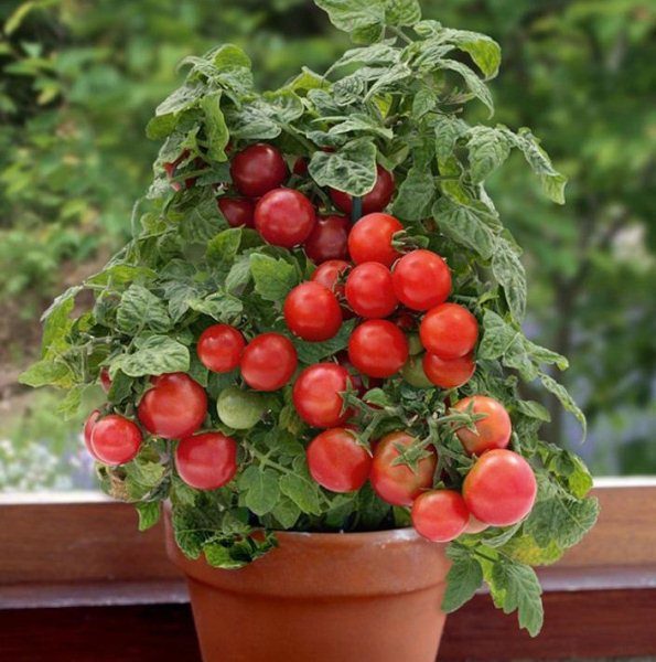  Bonsai de Tomate