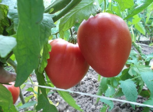  Tomate preguiçoso