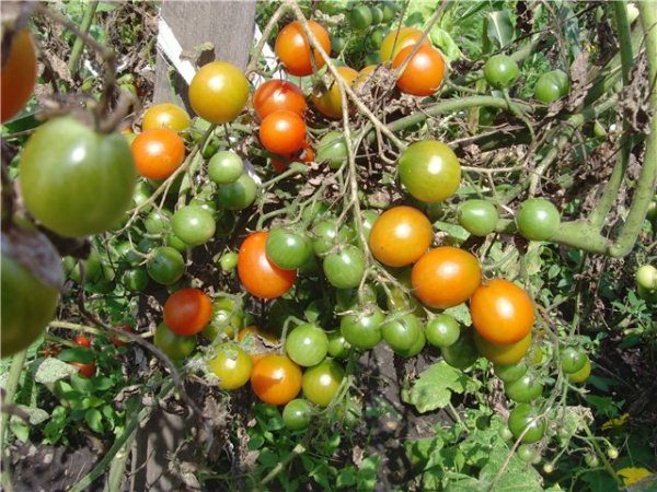  Cluster de Mel de Tomate