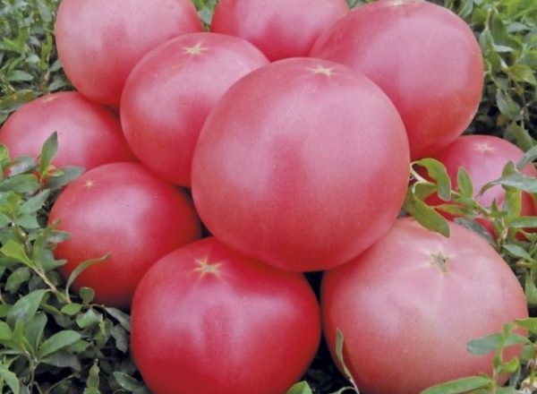  Tomate Bush rosa