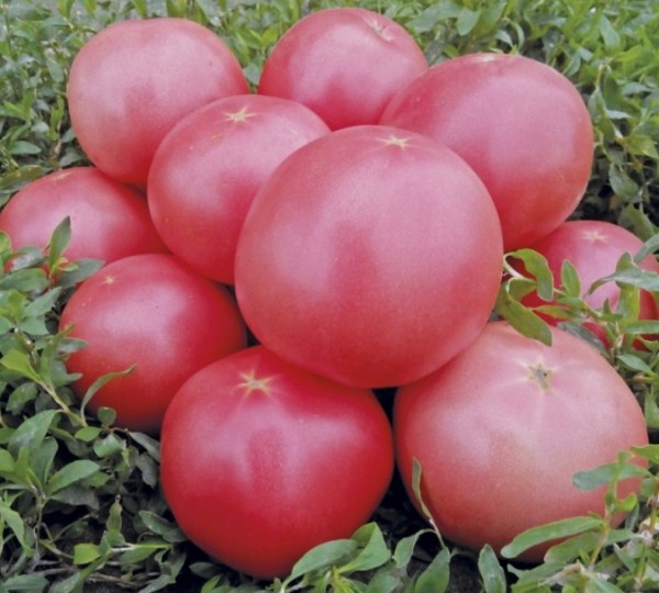  Tomate Bush rosa