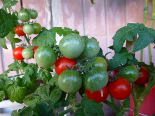  Tomate Pinóquio