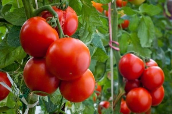  Kuban de presente de tomate