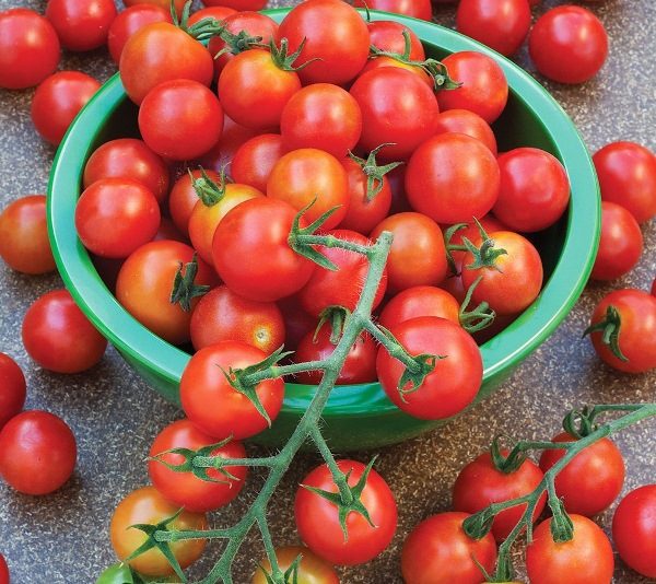  Tomates Rapunzel são bem adequados para enlatamento para o inverno