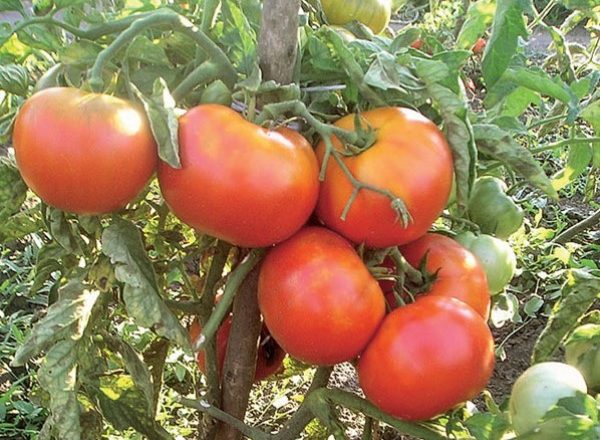  Enigma variedad de tomate