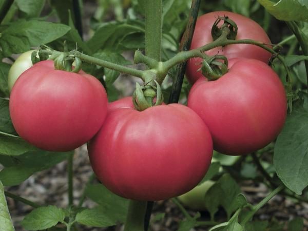  Tomate rosa grado Torbay f1