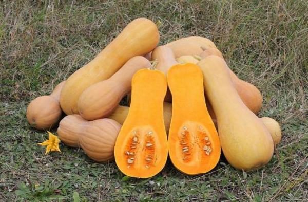  Butternut Nutmeg Butternut Pumpkin