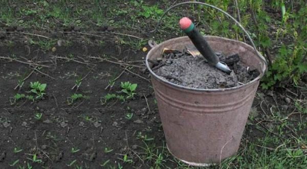  Concime di zucca in cenere macinata aperta
