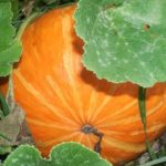  Varietà di zucca ad arbusto