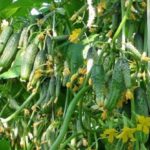  Varietà ibrida universale di cetrioli
