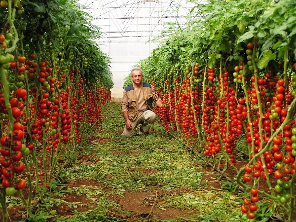  Entre as vantagens dos tomates Rapunzel, destacam-se o número por planta e o excelente sabor.