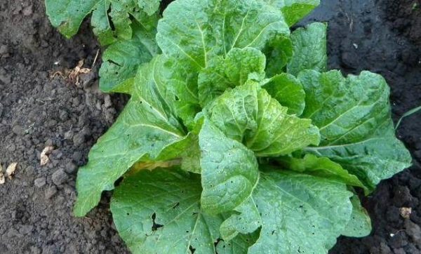  Nell'ombra della testa è legato male