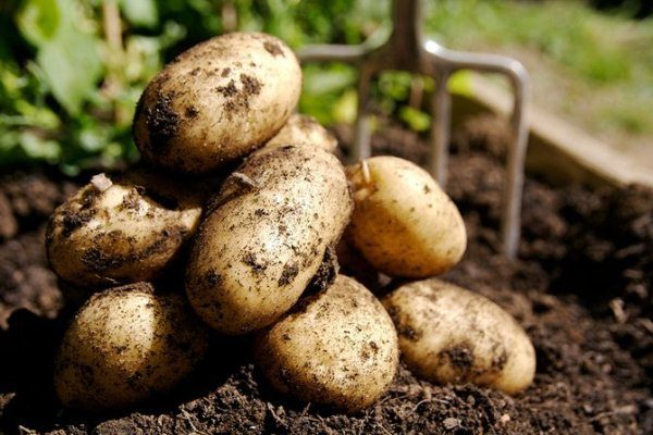  Patate bianche di primavera