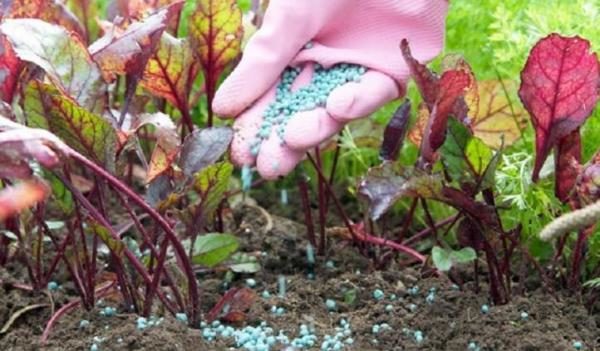  Fertilizzante per barbabietole
