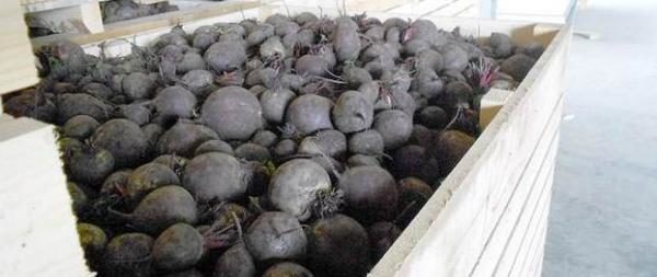  Scatola di barbabietole in cantina