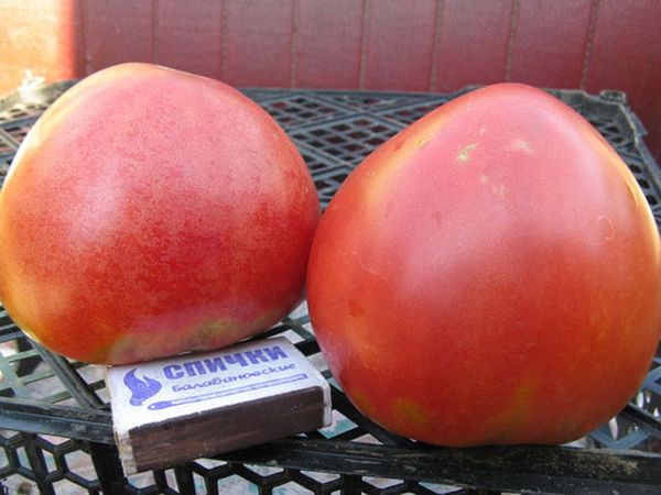  Greutatea medie a fructului Abakan Pink - 200-300 grame