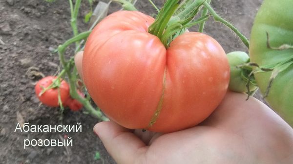  O atenție deosebită în cultivarea Abakan Rose ar trebui să beneficieze de protecție împotriva phytophthora