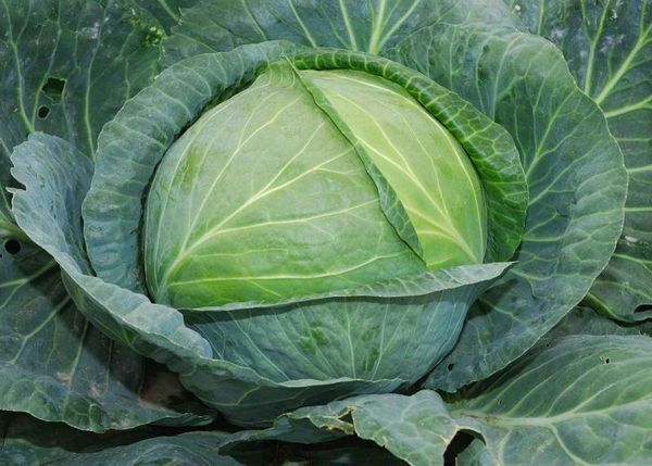  Cabbage grade Agressor F1