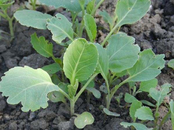  It is very important that the afternoon sun illuminates the shoots of the Aggressor.