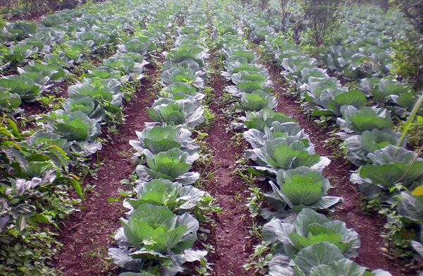  For convenience, the width of the beds for Agressor variety should be 2-3 heads.