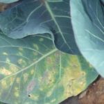  Mildew