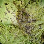  Le malattie più comuni di cavolo
