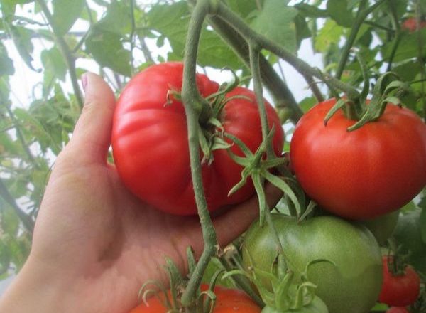  Obra-prima de Tomate Altai