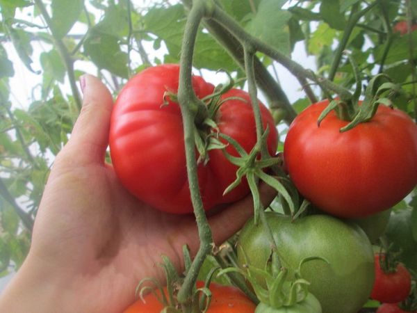  Obra-prima de Tomate Altai