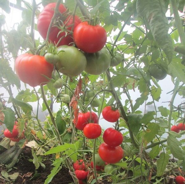  Os tomates desta variedade podem ser cultivados tanto na estufa como no campo aberto