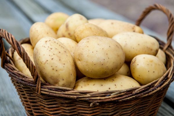  The best varieties of potatoes