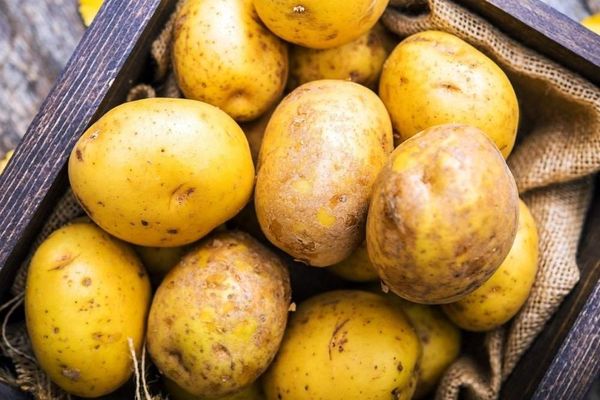 Idaho - the most popular variety for cooking in restaurants