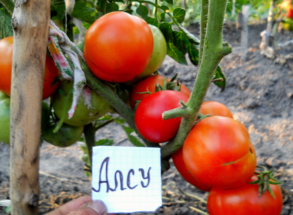  Tomate Alsou