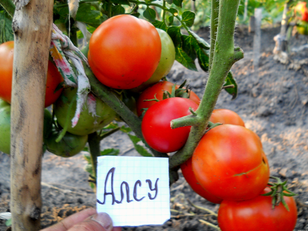  Alsou Tomato