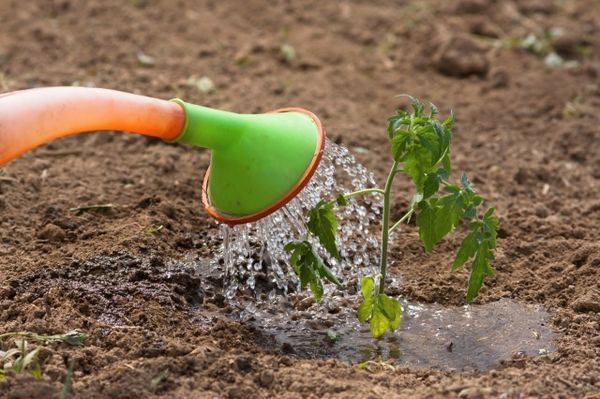  După transplantare, materialul săditor trebuie să fie udat și fertilizat cu cenușă.