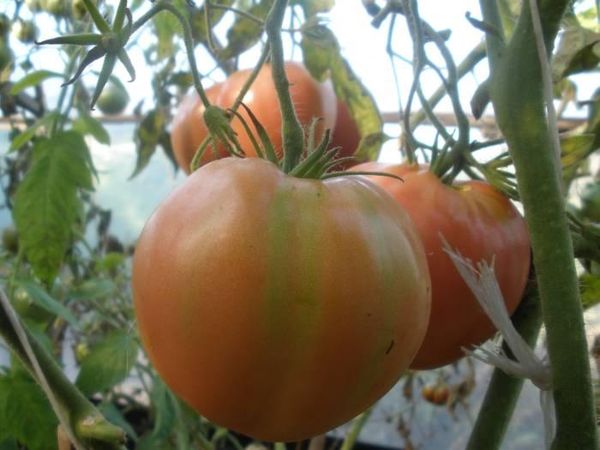  Recolta Alsou trebuie să producă în iunie
