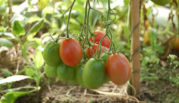  Tomates Anna