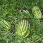  Benefici dell'innesto di meloni, angurie e cetrioli sulla zucca