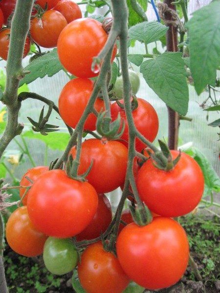  Os tomates subdimensionados de Leopold não têm medo de flutuações de temperatura e estão bem protegidos das doenças mais comuns.