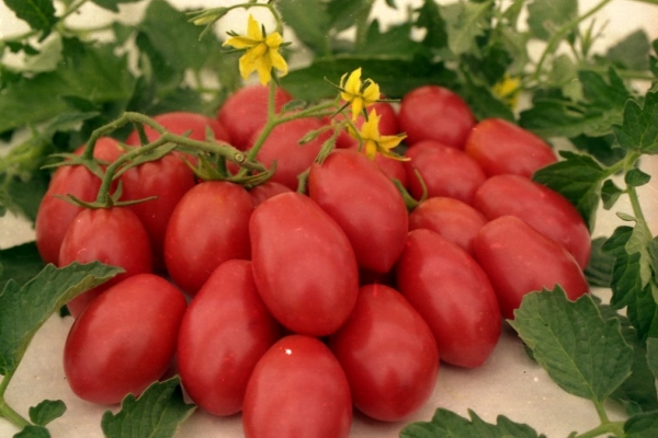 Características e descrição das variedades de jardineiro de salsa de tomate