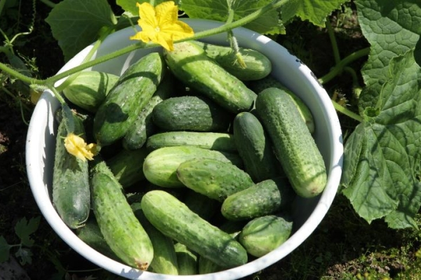  Advantages of the variety: high germination and long-term fruiting, excellent taste, early ripening