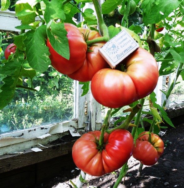  Variedade de tomates de grande frutado Alecrim